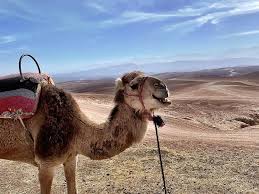 Excursion Agafay - Eden Lodges & SPA Marrakech