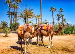 Palmeraie - Eden Lodges & SPA Marrakech