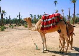 Palmeraie - Eden Lodges & SPA Marrakech