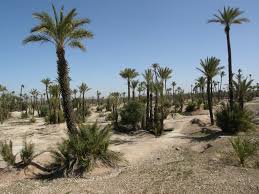 Palmeraie - Eden Lodges & SPA Marrakech