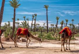 Palmeraie - Eden Lodges & SPA Marrakech
