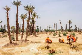 Palmeraie - Eden Lodges & SPA Marrakech